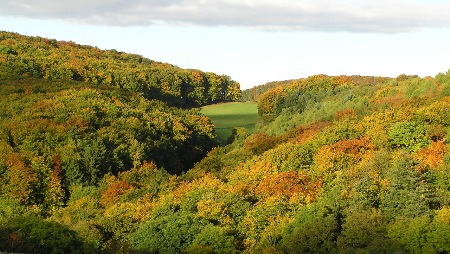 Ferienwohnung am Edersee, Buchenwald im Herbst